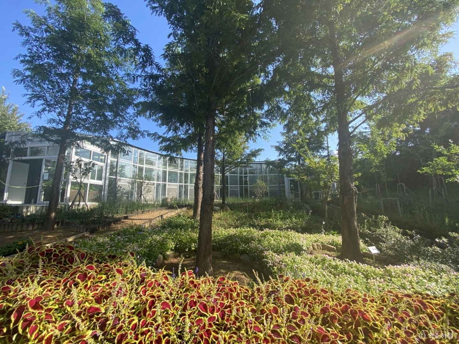 雪岳山野生植物园 (설악산 자생식물원)