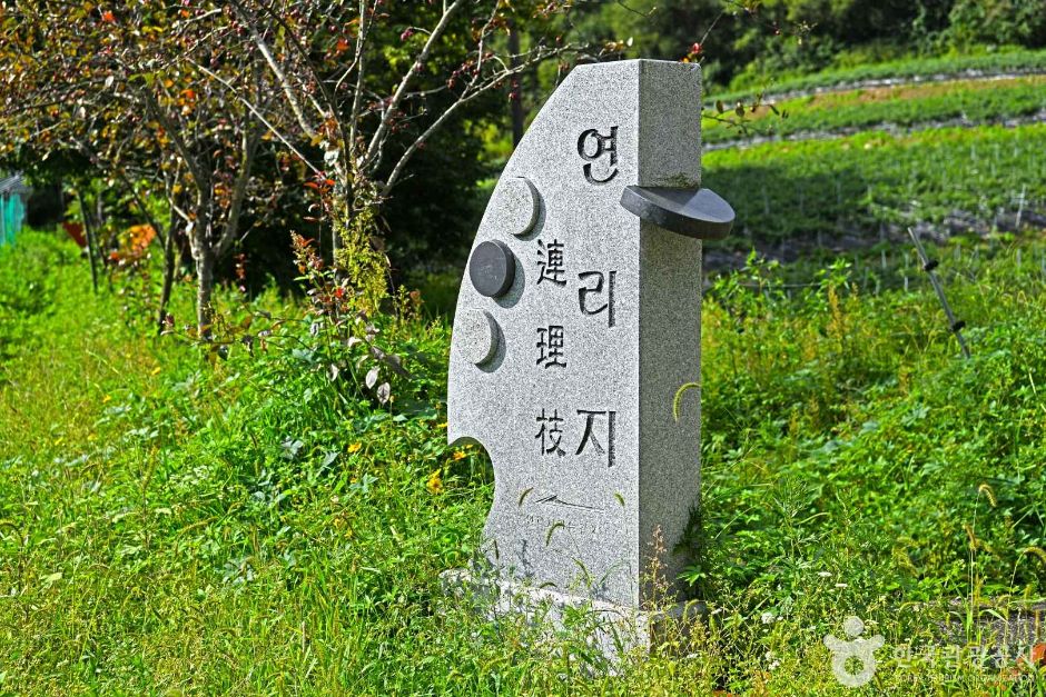 잣나무 연리지