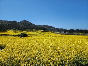 2025 보배섬 유채꽃 축제 6