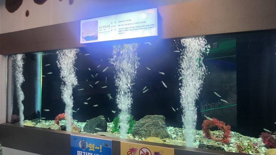 화천 토속어류생태체험관