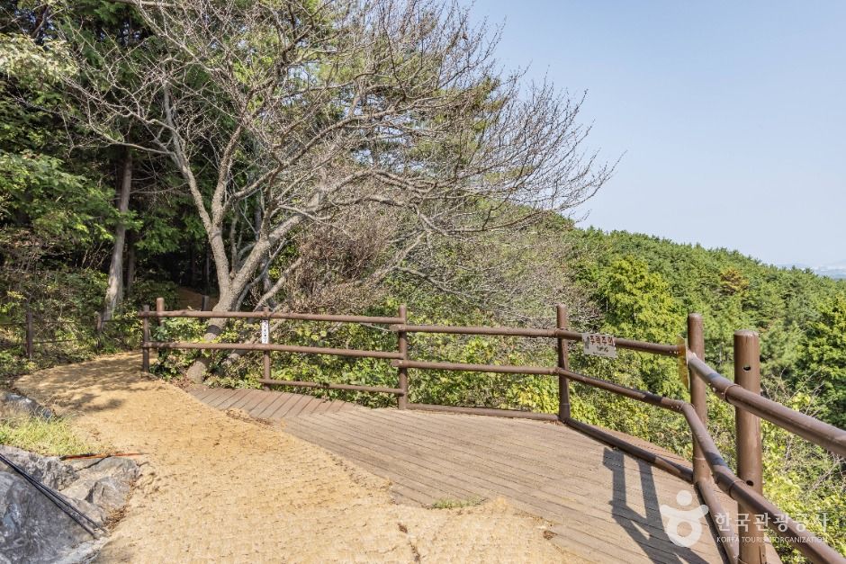 미래사 편백나무숲