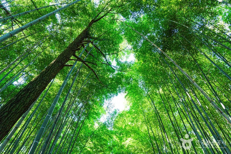 thumbnail-고창읍성 맹종죽림-2