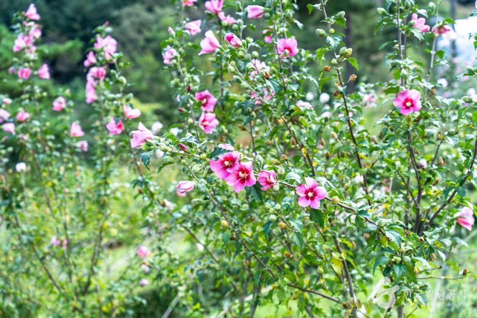 보령 무궁화수목원
