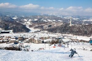 알펜시아리조트 스키장