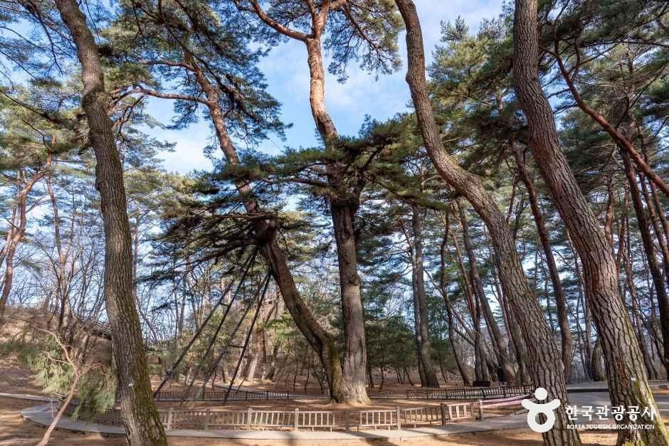 thumbnail-영월 청령포-10