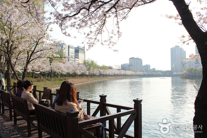 Festival de las Flores de Cerezo del Lago (호수벚꽃축제)