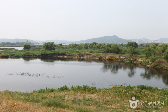 Dalseong Marsh (대구 달성습지)