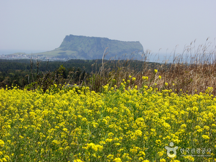 城山日出峰(성산일출봉)