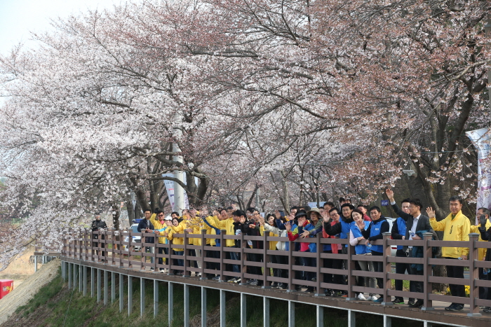 대청호 벚꽃축제1