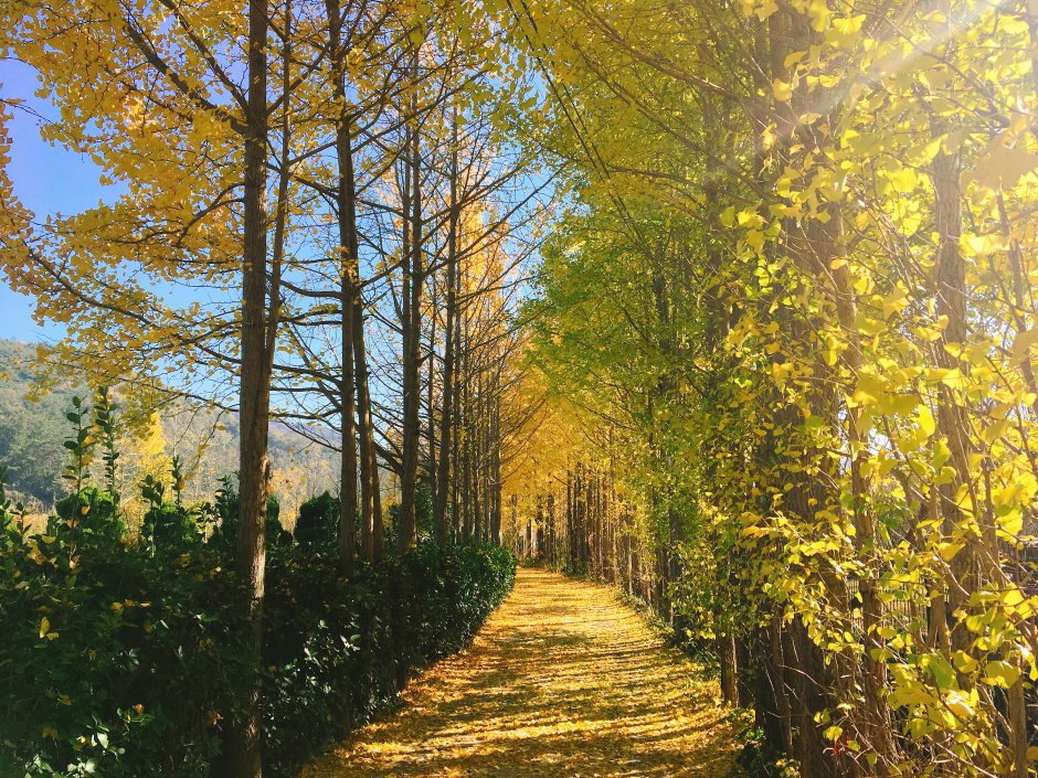 나주 은행나무 수목원1