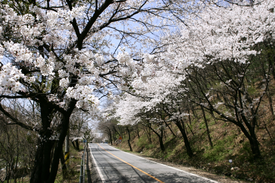 남한산성벚꽃길