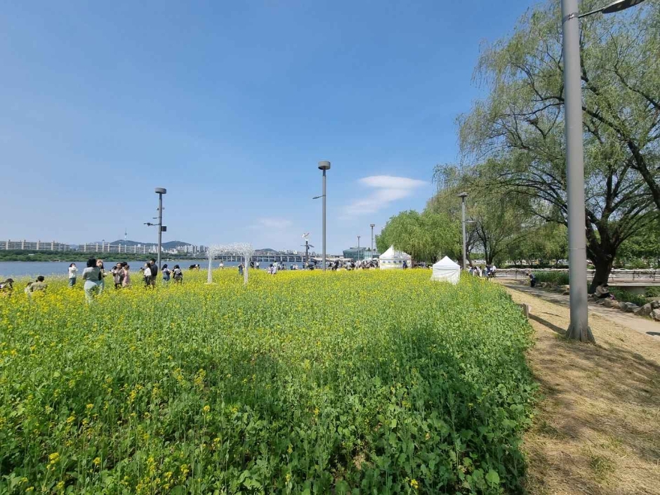 한강 서래섬 유채꽃 축제