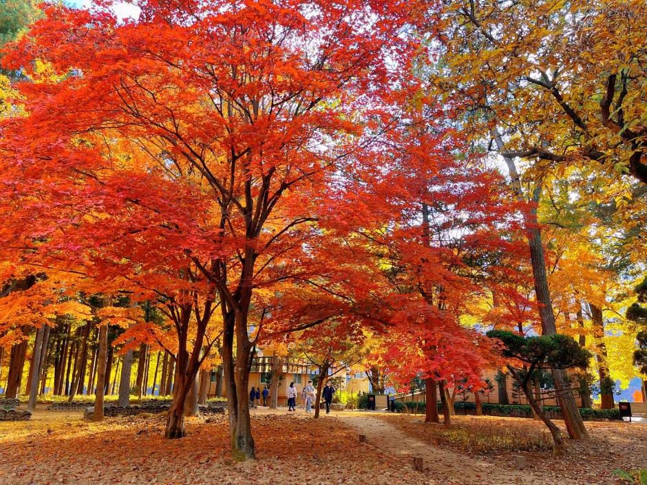 남이섬 (13)
