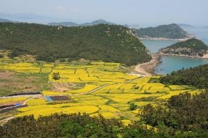 2025 보배섬 유채꽃 축제 7