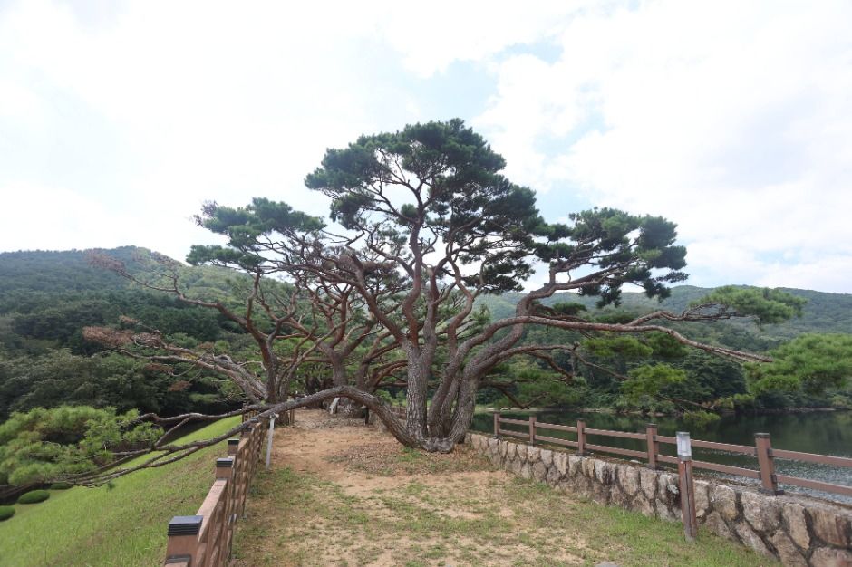 법기수원지