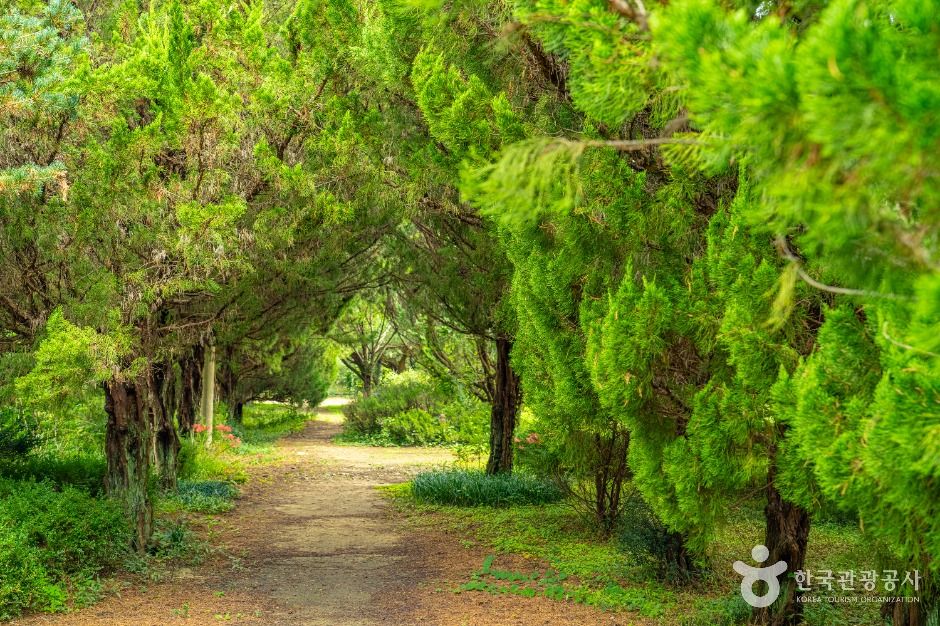 천개의향나무숲