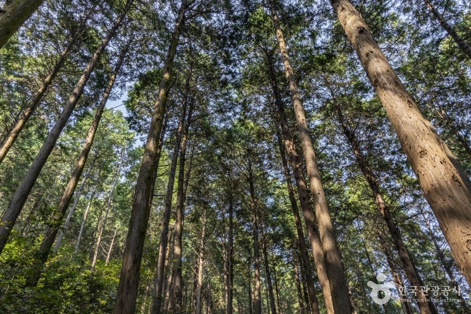 미래사 편백나무숲