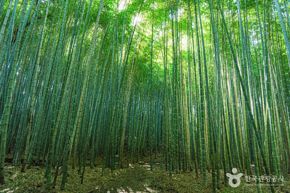 thumbnail-고창읍성 맹종죽림-3