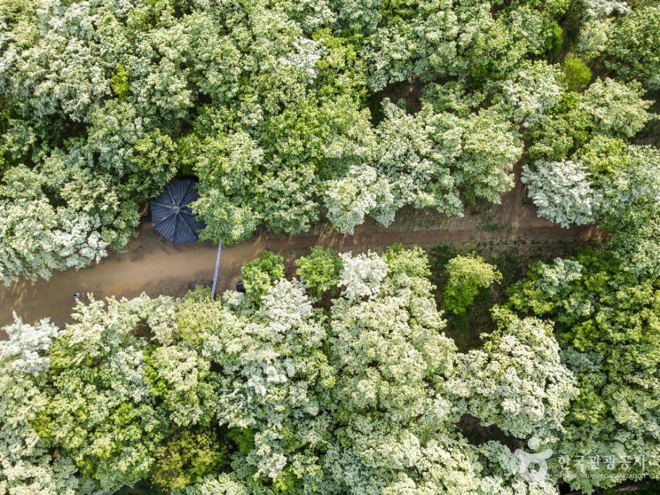 교항리 이팝나무 군락지