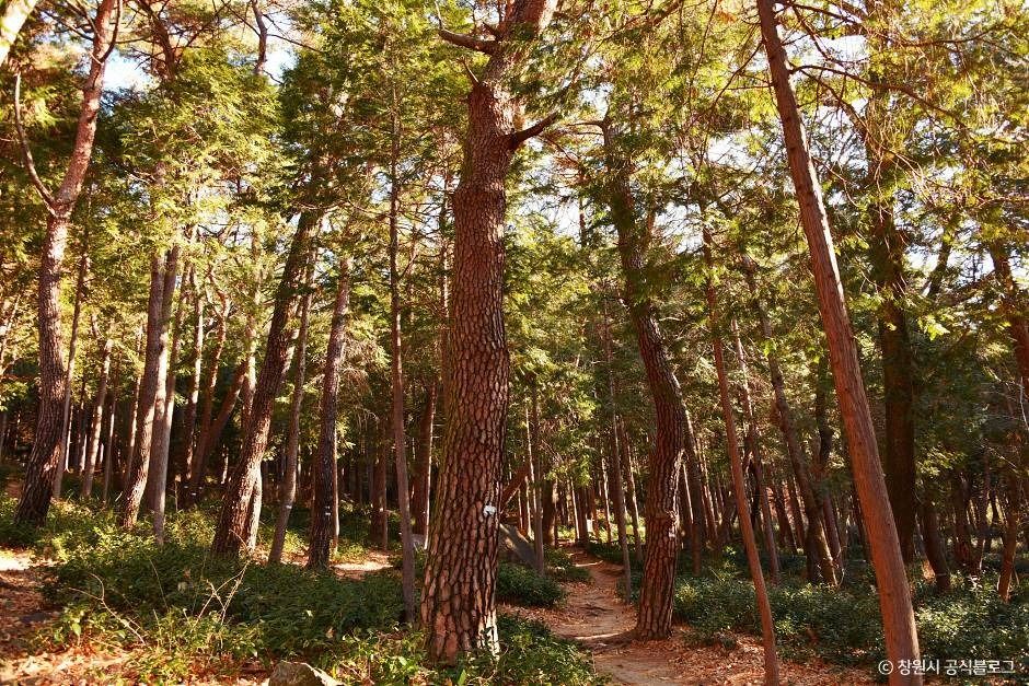 창원 편백 치유의 숲