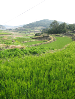 û»êµµ ÇØ¾Èµµ·Î ±æ°¡ÀÇ º¸¸®¹ç_Çѱ¹°ü±¤°ø»ç