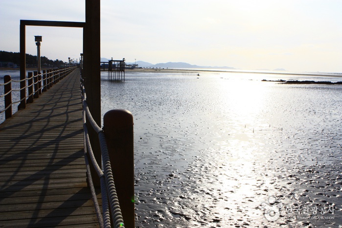 Jeungdo Island [A Slow City](증도)
