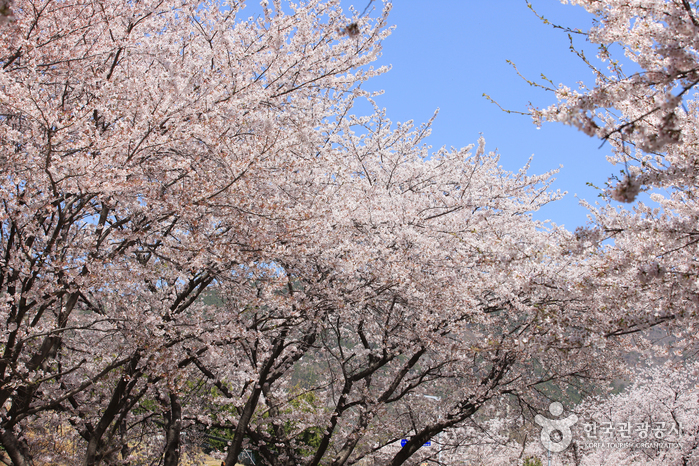 Route des cerisiers de la gare de Gyeonghwa (경화역 벚꽃길)0
