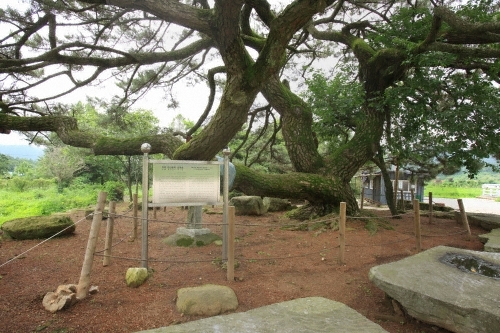 장흥 옥당리 효자송2