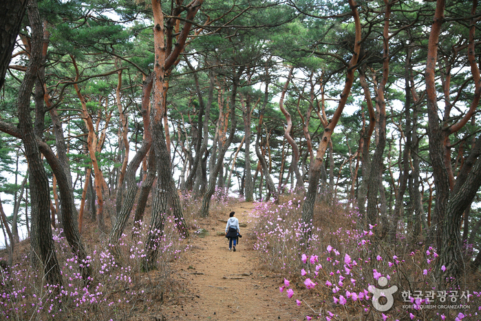 麻谷寺[UNESCO世界文化遺產](마곡사[유네스코 세계문화유산])4