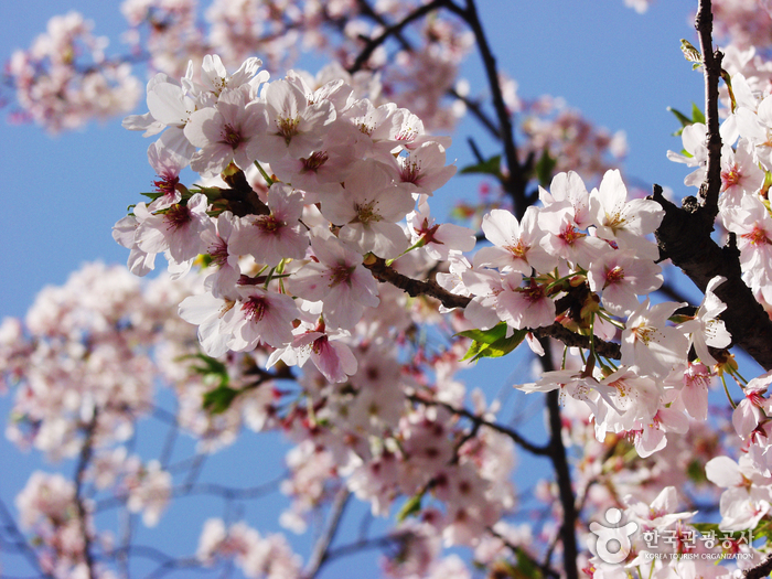 Yeojwacheon Stream (Cherry Blossom Road)