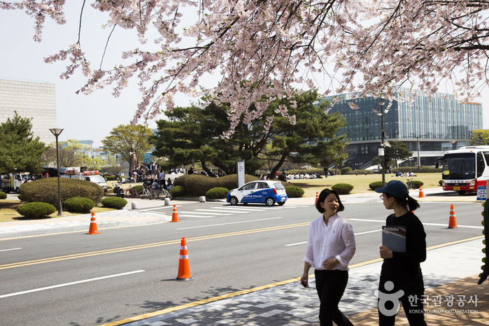 카이스트 교정 곳곳에 활짝 핀 벚꽃