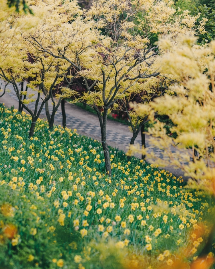 억만송이 봄꽃대향연 튤립 수선화 축제