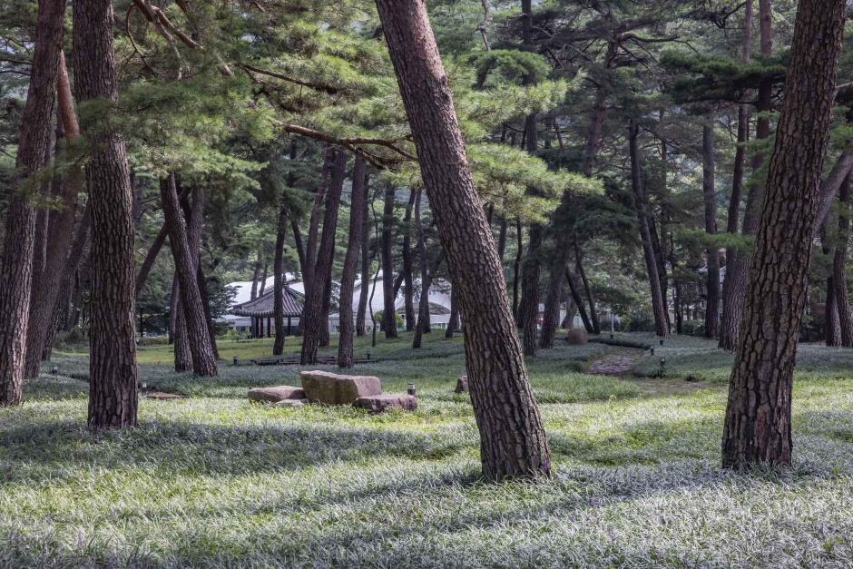 ヤブラン松林（상주 맥문동 솔숲）