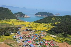 2025 보배섬 유채꽃 축제 8