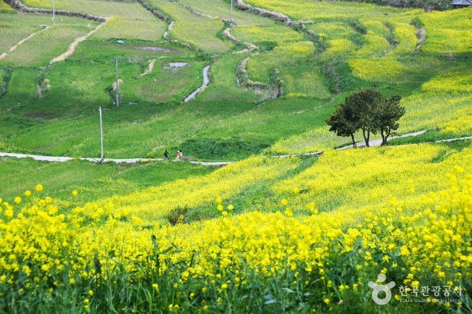 청산도 슬로길, 에메랄드빛 힐링에 취하다: 인생샷 보장! 청산도 슬로길, 에메랄드빛 힐링에 취하다: 인생샷 보장!