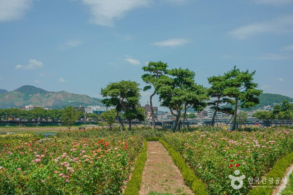 장미공원(밀양)