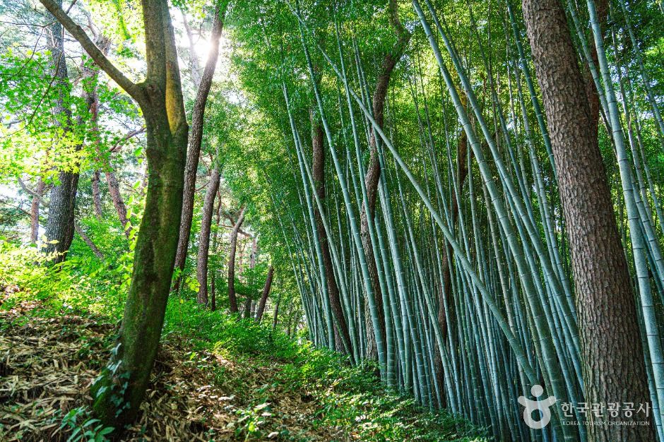 thumbnail-고창읍성 맹종죽림-4