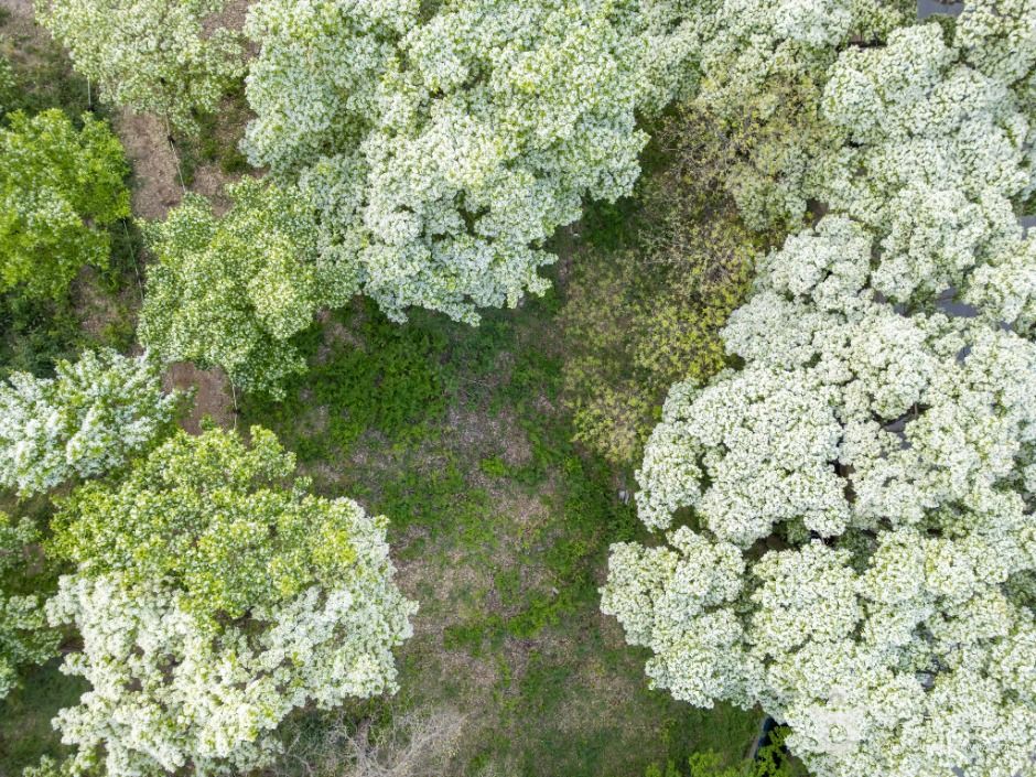 교항리 이팝나무 군락지