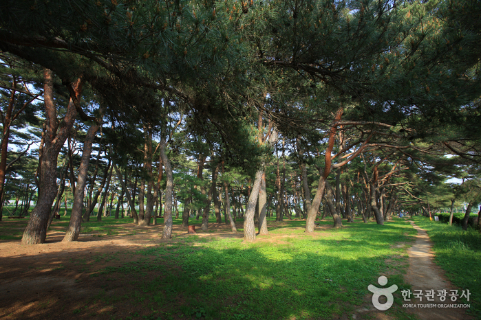 Hadong Pine Forest (하동송림)