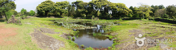 Honinji Pond (혼인지)