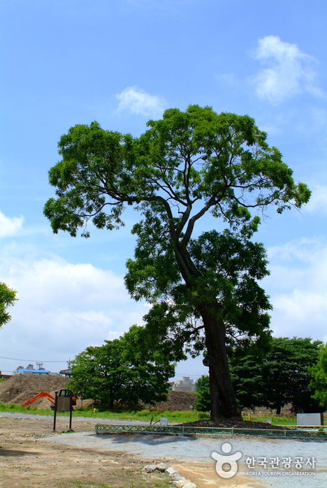 Haemieupseong Fortress (서산 해미읍성)
