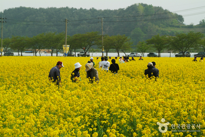 Фестиваль сурепицы в Самчхоке (삼척 맹방유채꽃축제)
