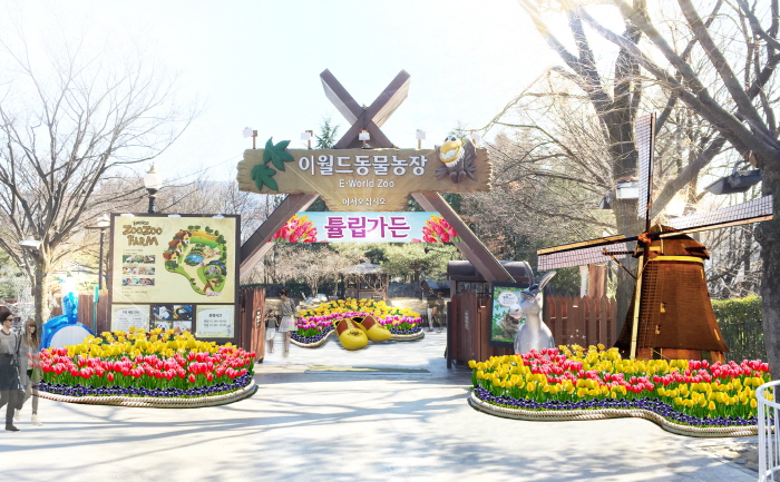 50만송이 튤립축제 사진7