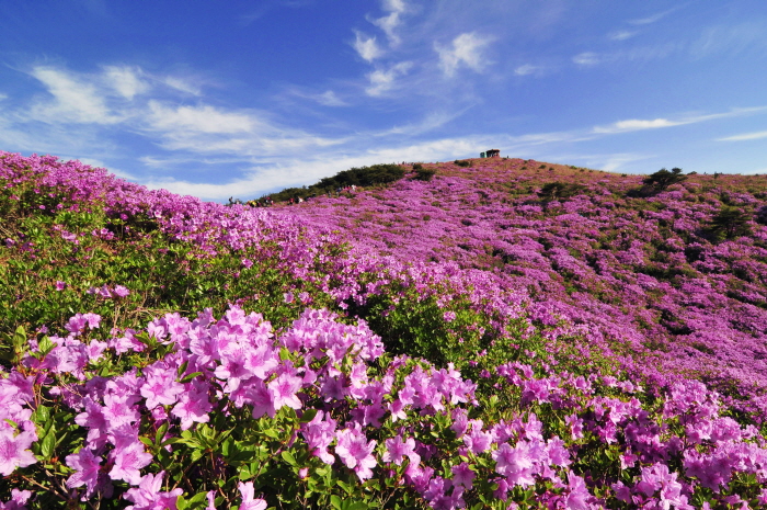 Festival de las Azaleas Reales del Monte Hwangmaesan (황매산철쭉제)