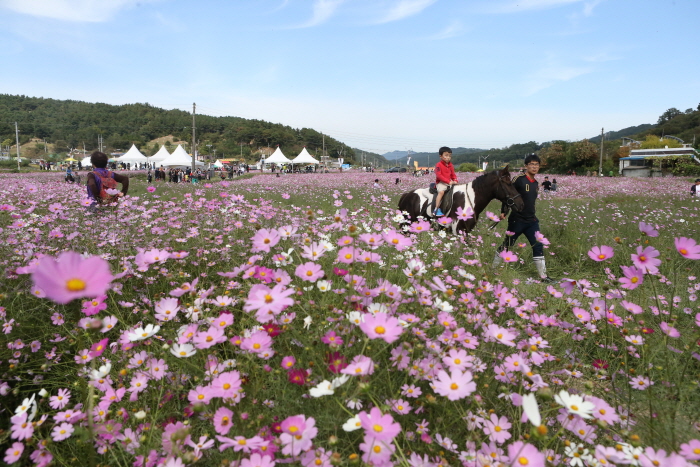 장동계족산 코스모스축제 20190