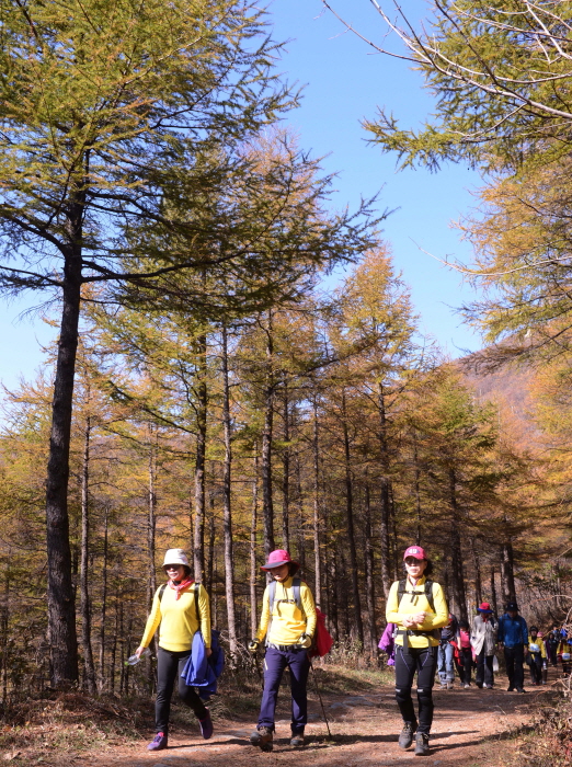 하이원 하늘길 트레킹 페스티벌 20190