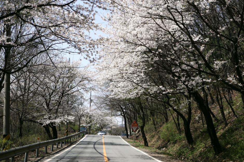 남한산성벚꽃길