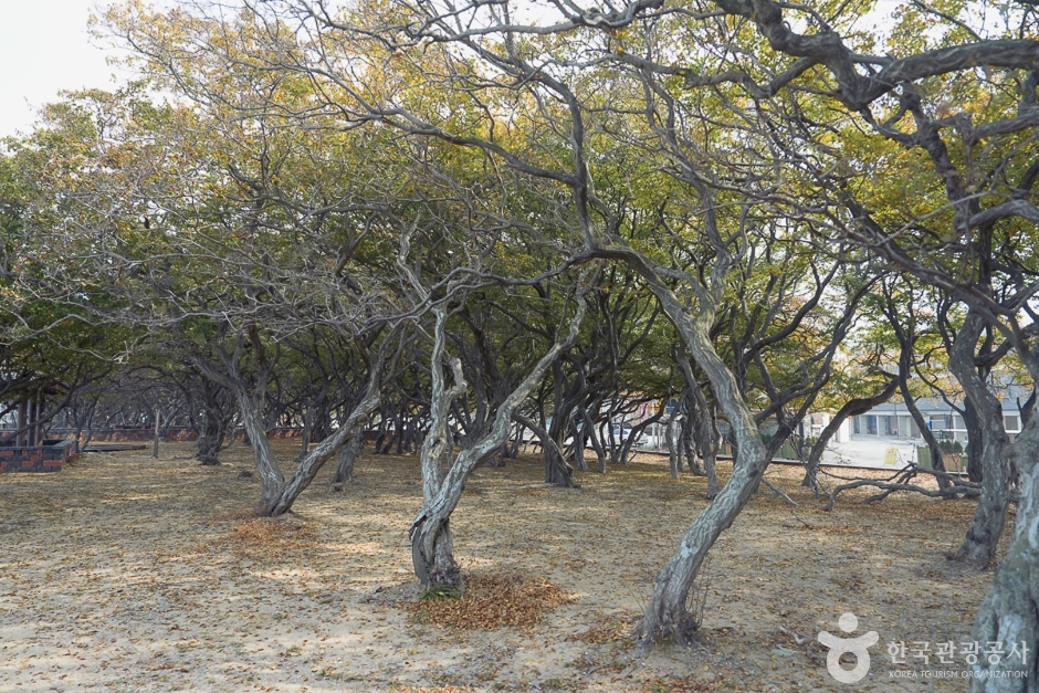 鵝耳櫪生態群落(서어나무(소사나무)군락지)