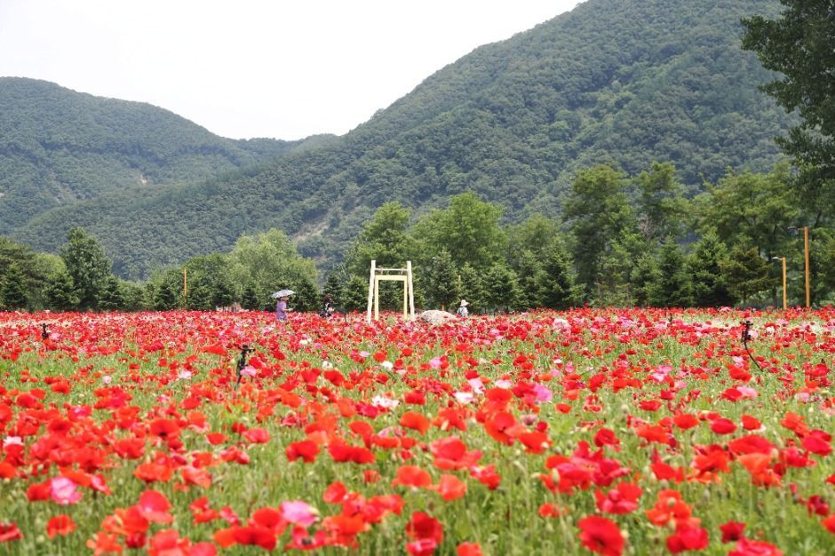 Colorful Garden 자라섬 꽃 페스타