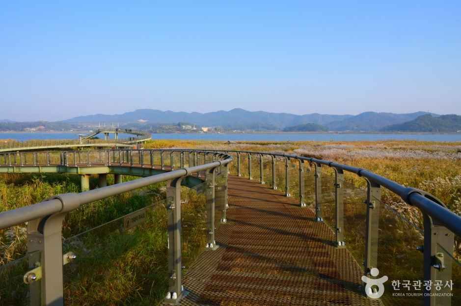 신성리 갈대밭